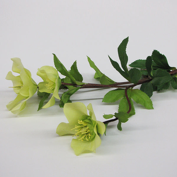 Hellebore - Light Green