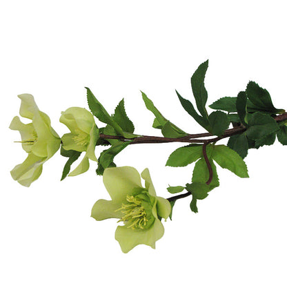 Hellebore - Light Green