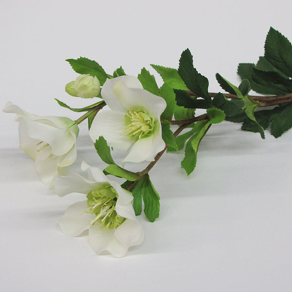 Hellebore - White