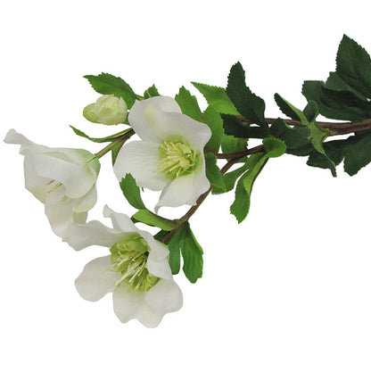 Hellebore - White