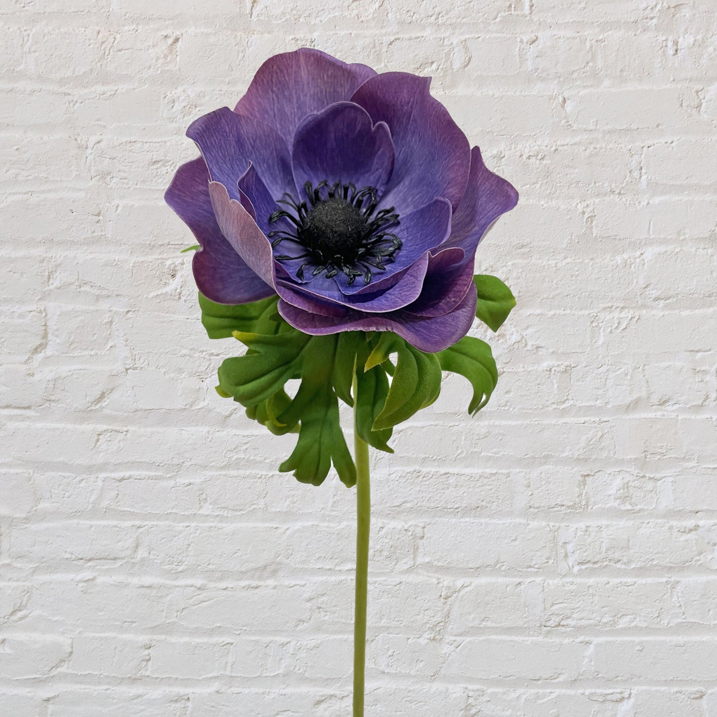 Anemone - Lavender/Blue