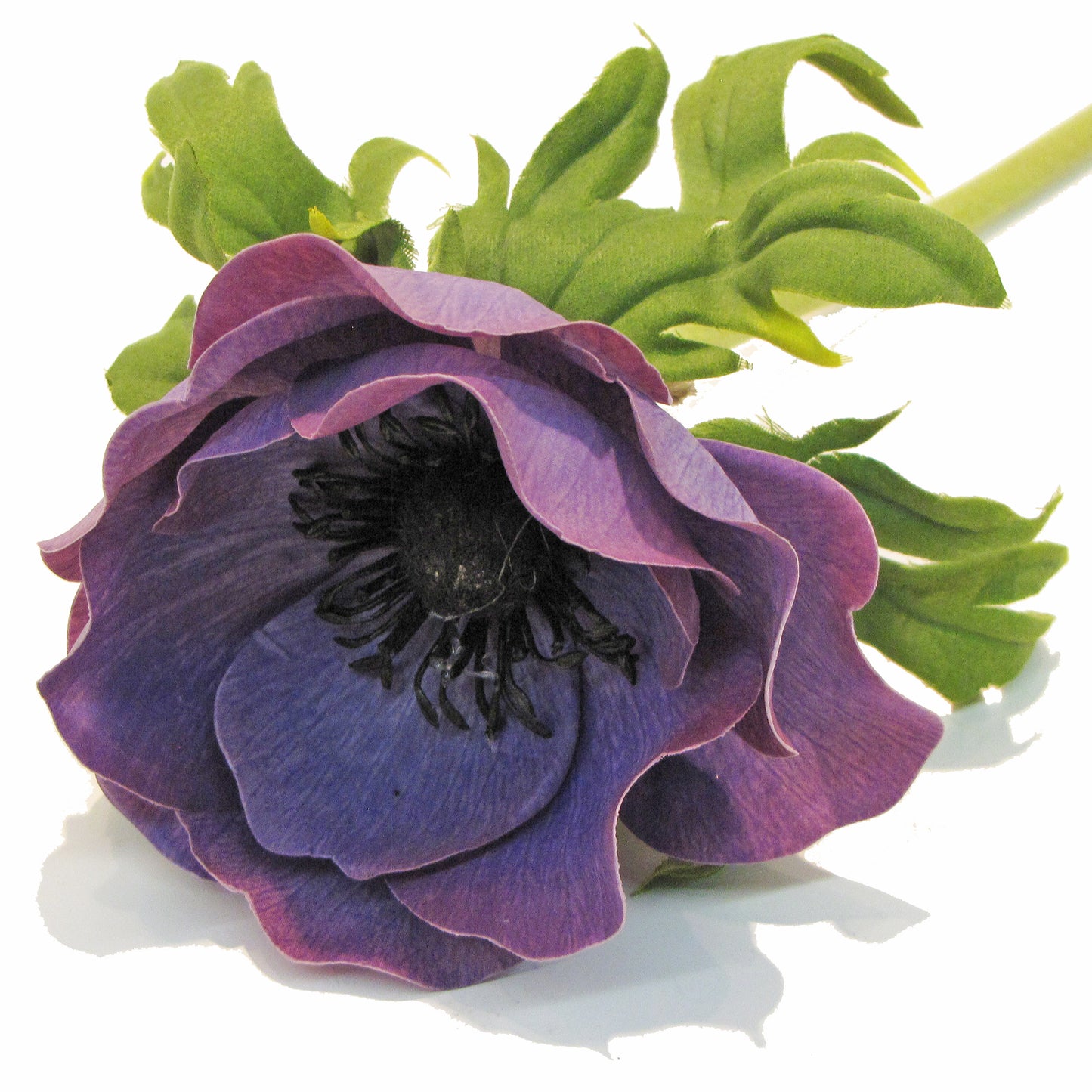 Anemone - Lavender/Blue