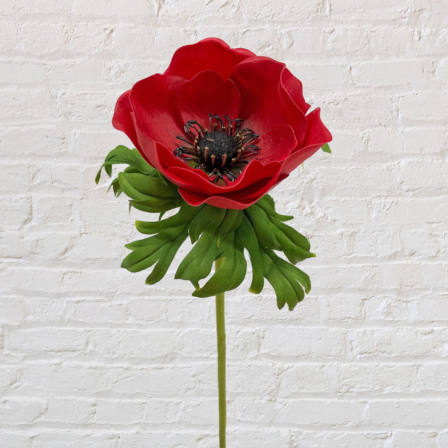 Anemone - Red