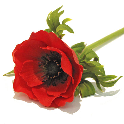 Anemone - Red