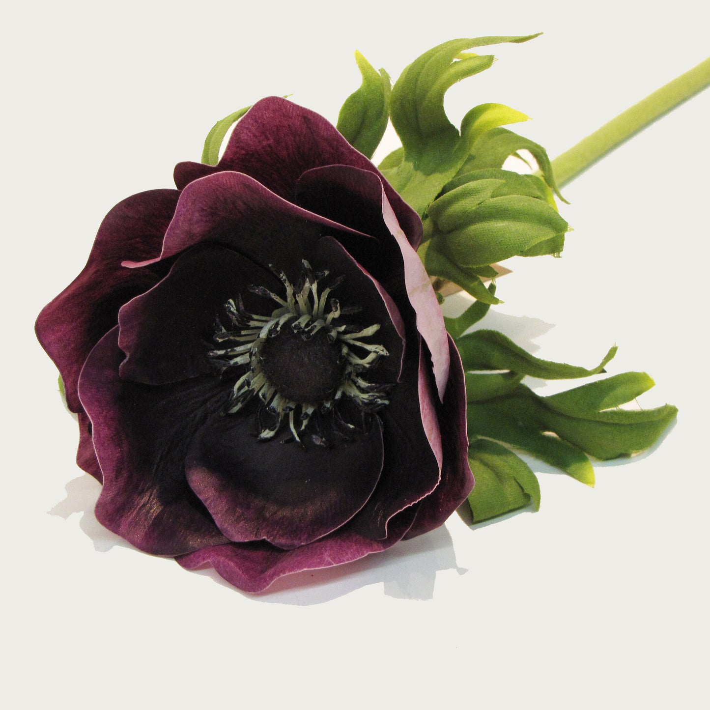 Anemone - Violet