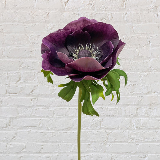 Anemone - Violet