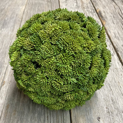 Succulent Ball