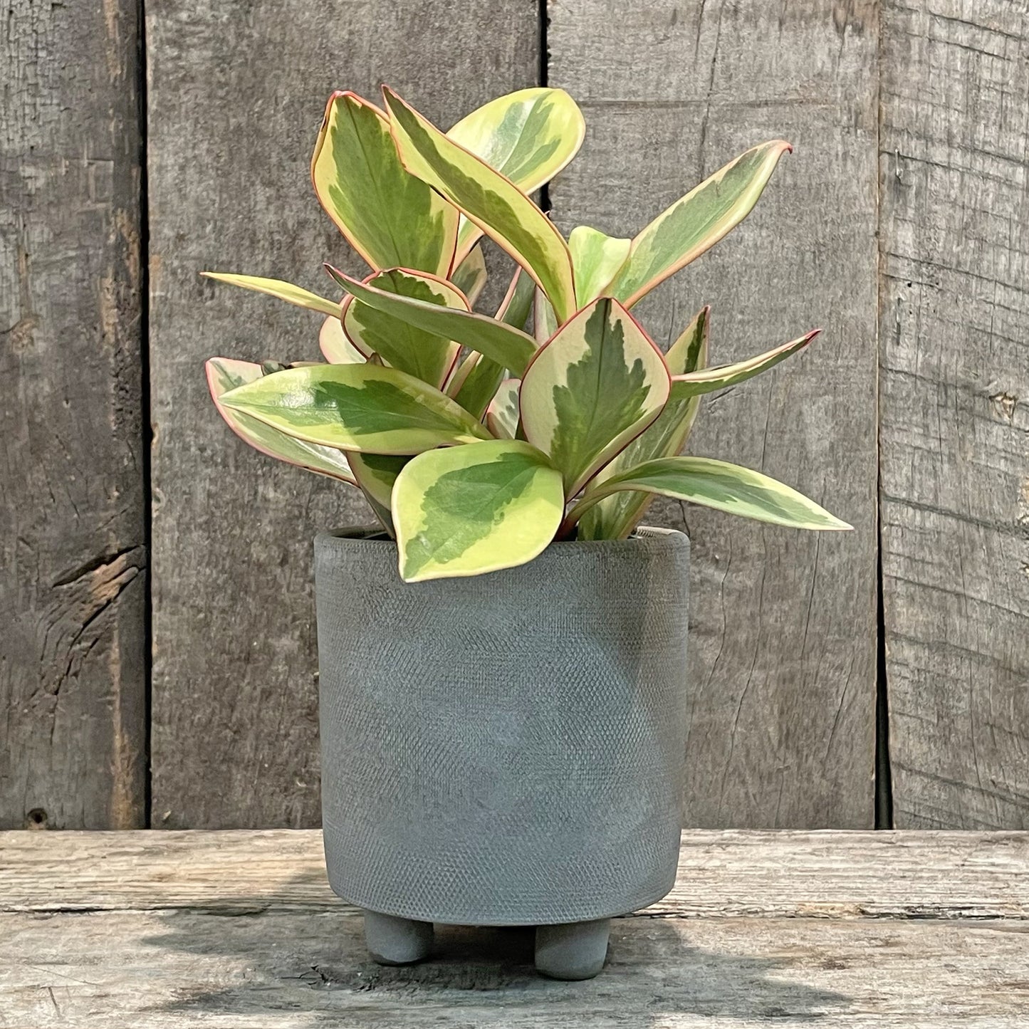 Jardinière sur pied grise