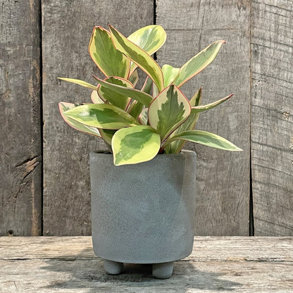 Jardinière sur pied grise