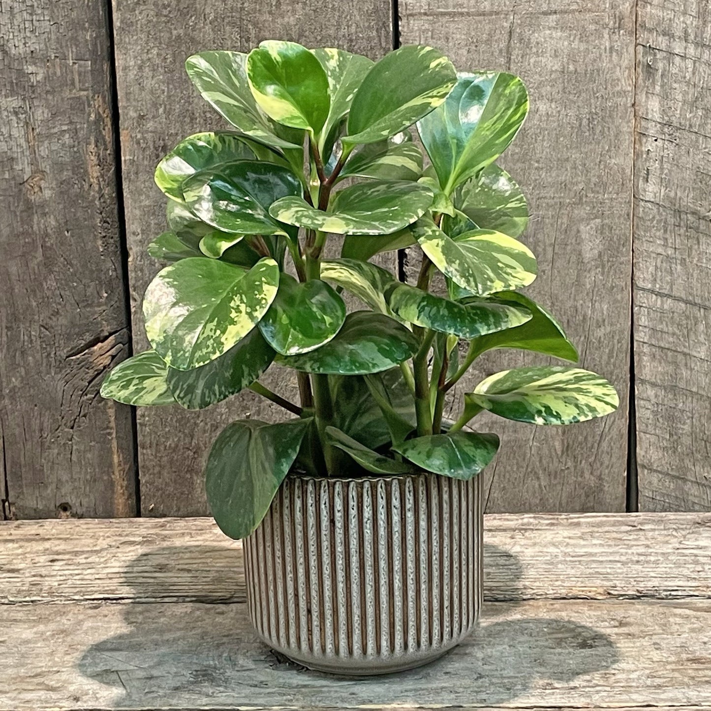 Jardinière en céramique taupe