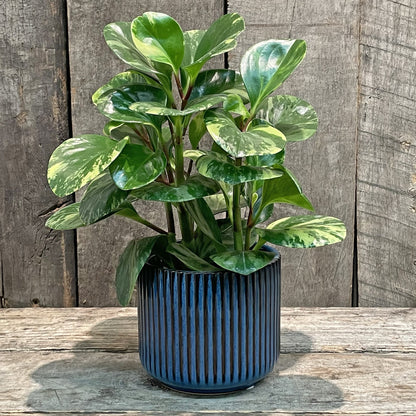 Ceramic Flower Planter Blue