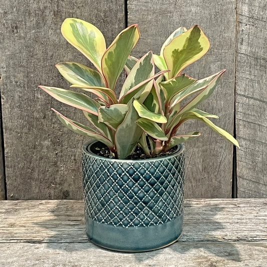 Jardinière en céramique avec motif croisé