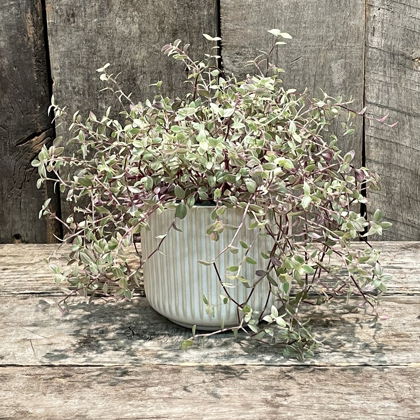 Jardinière en céramique blanche