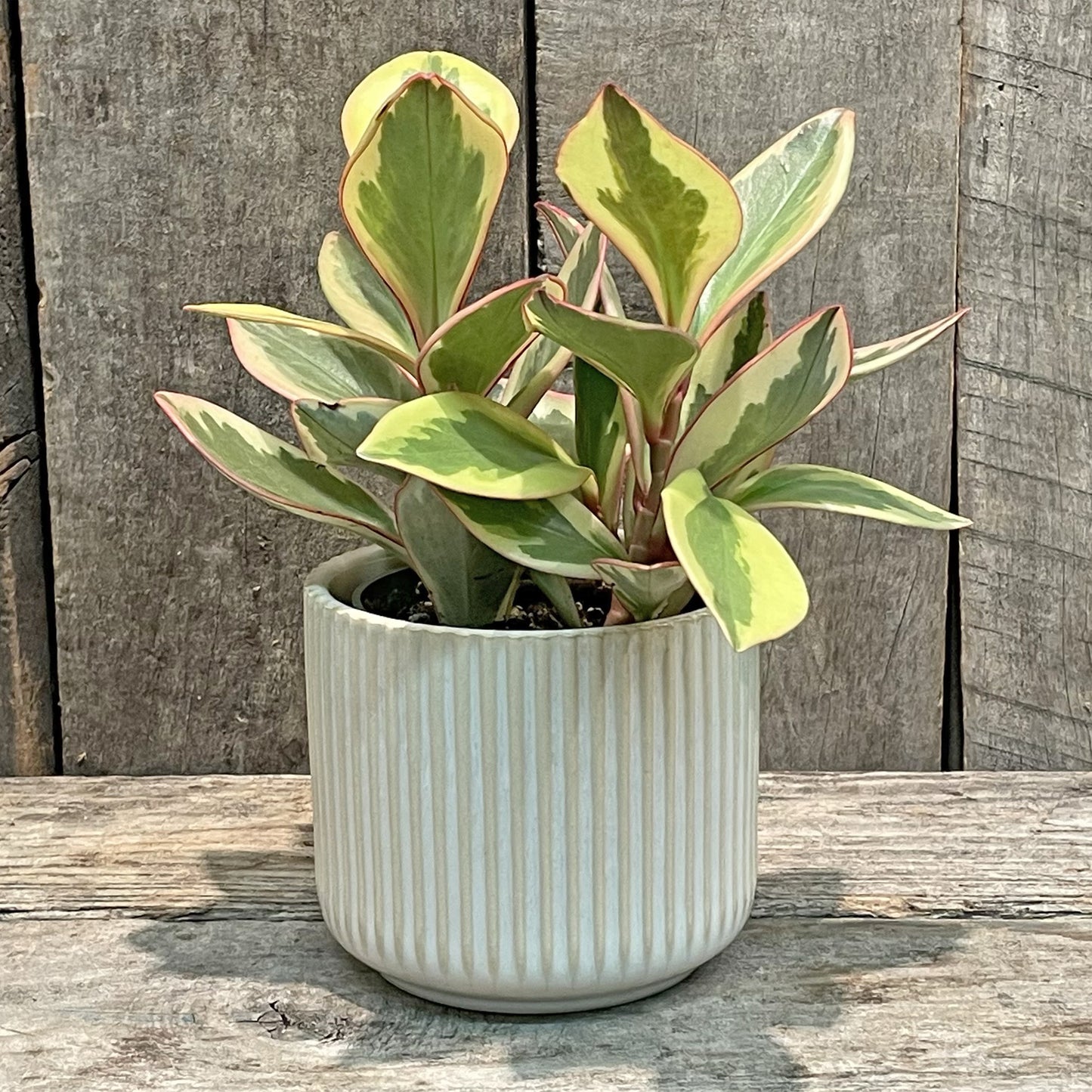 Jardinière en céramique blanche