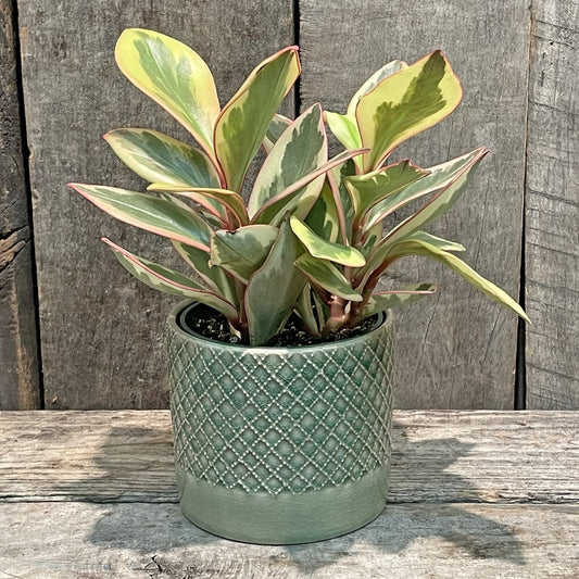 Jardinière en céramique avec motif croisé - Vert