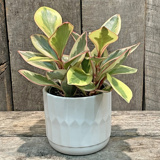 Jardinière Freja blanc mat