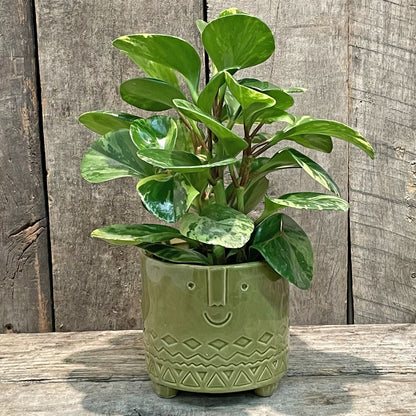 Jardinière verte sur pied