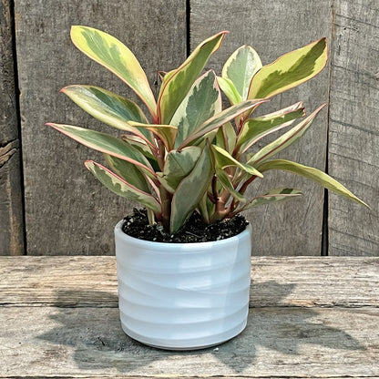 Jardinière Basic Blanche