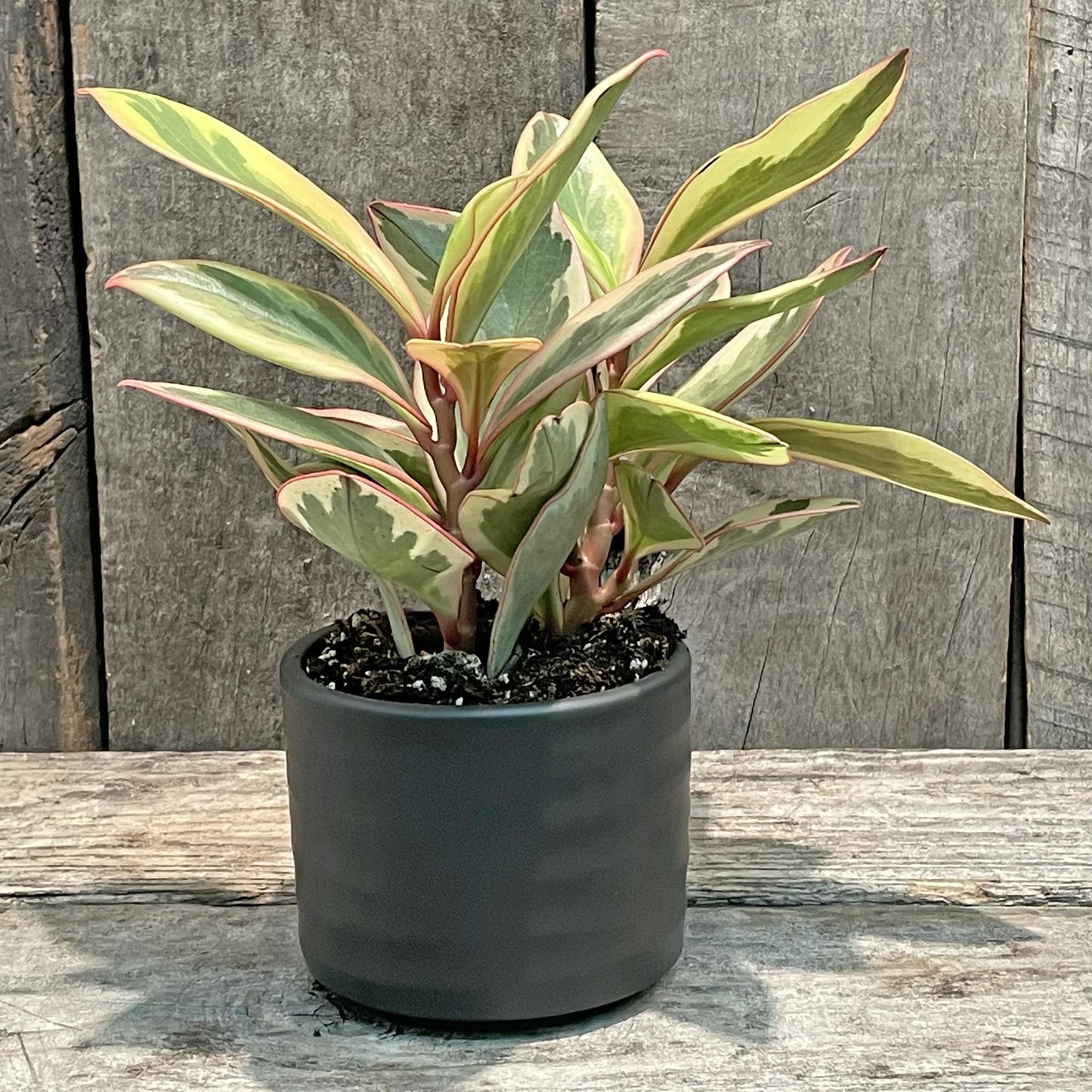 Jardinière Basic Noir