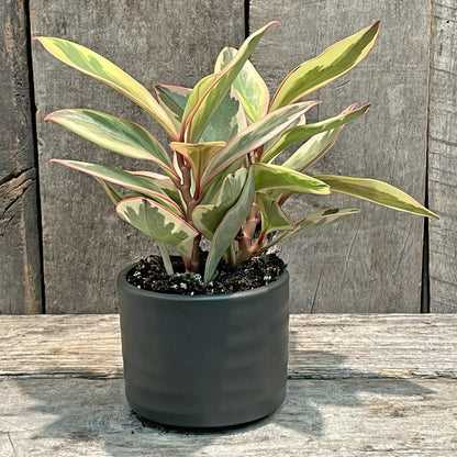 Jardinière Basic Noir