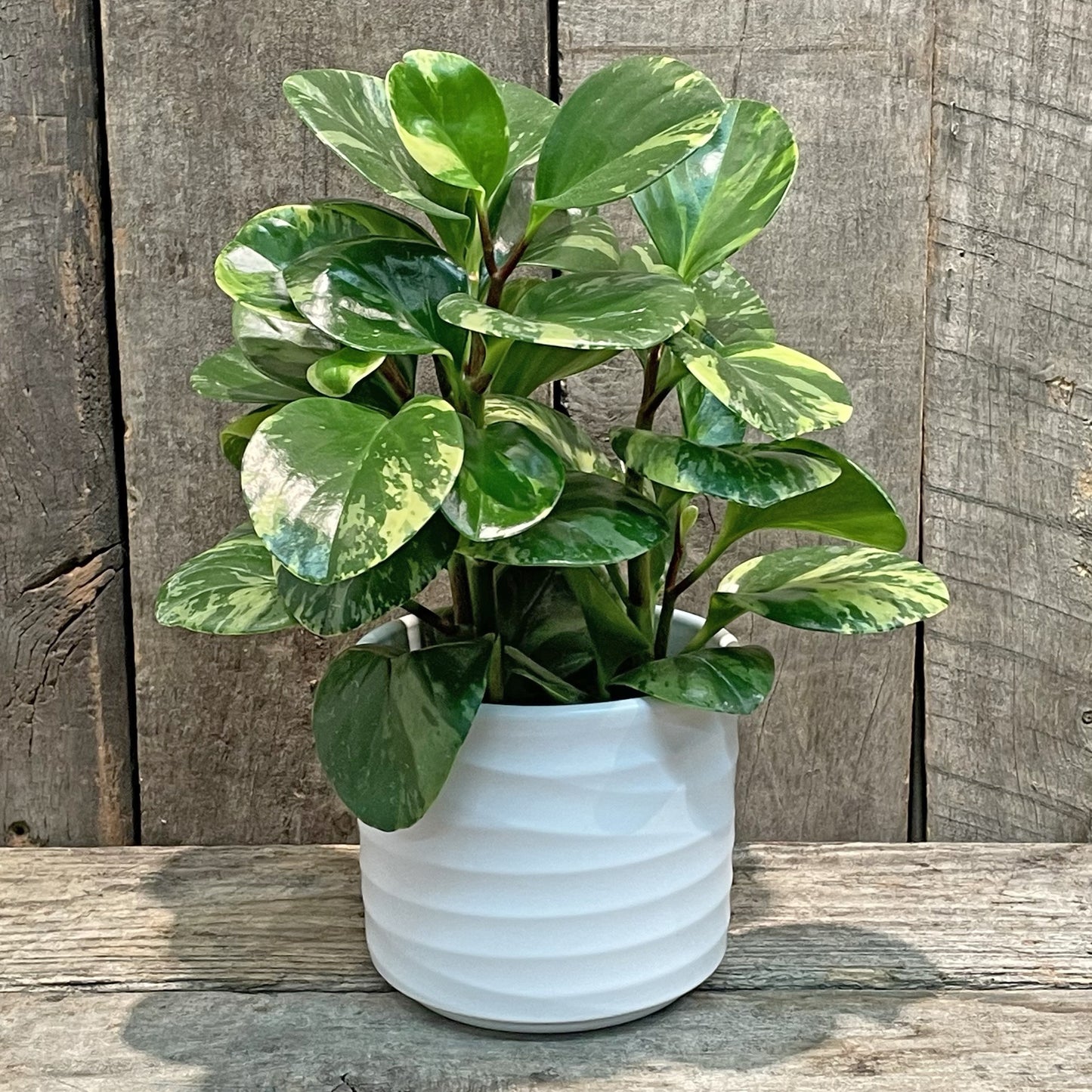 Jardinière Basic Blanche