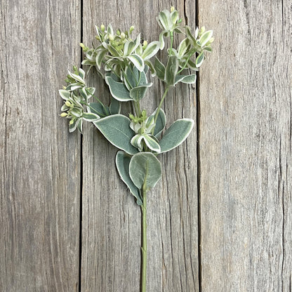 Variegated Mountain Spray