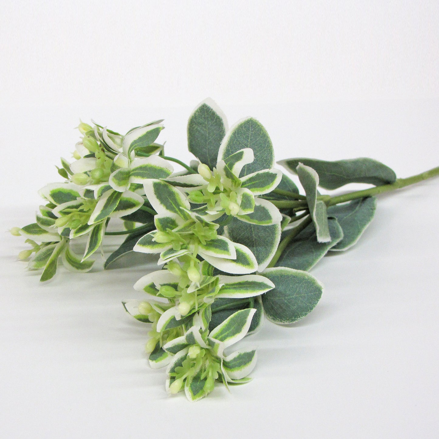 Variegated Mountain Spray