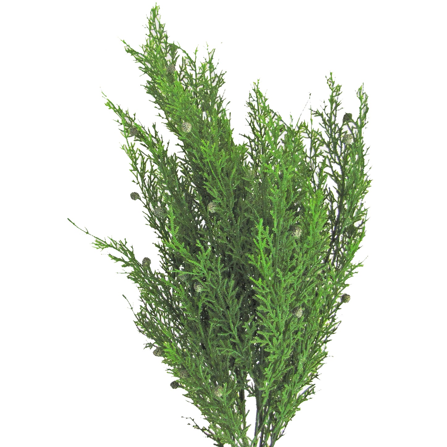 Cedar Bush