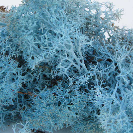 Norwegian Reindeer Moss - Azure