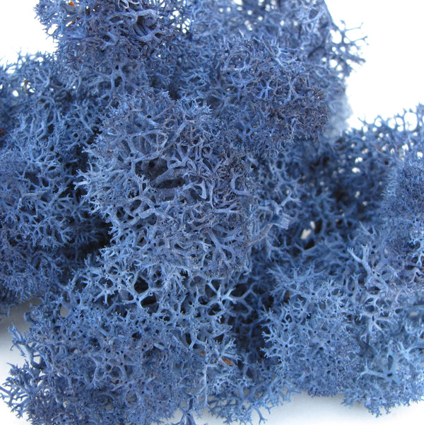 Norwegian Reindeer Moss - Denim