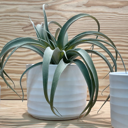 Basic Planter White