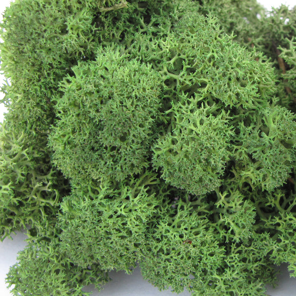 Norwegian Reindeer Moss - Green