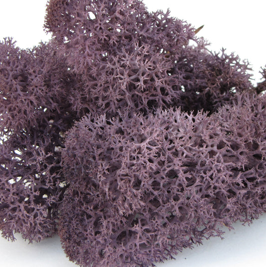 Norwegian Reindeer Moss - Lavender