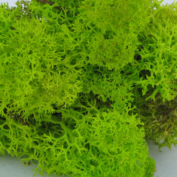 Norwegian Reindeer Moss - Lime