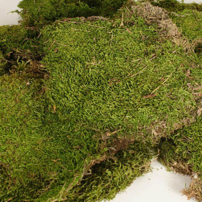 Natural Sheet Moss