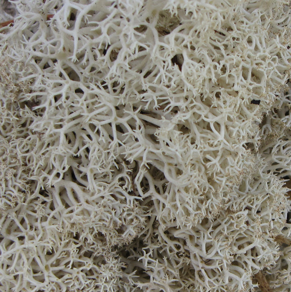 Norwegian Reindeer Moss - Natural