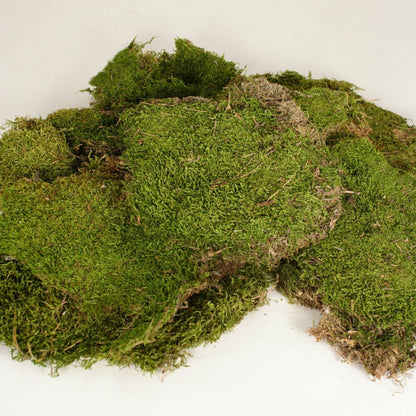 Natural Sheet Moss