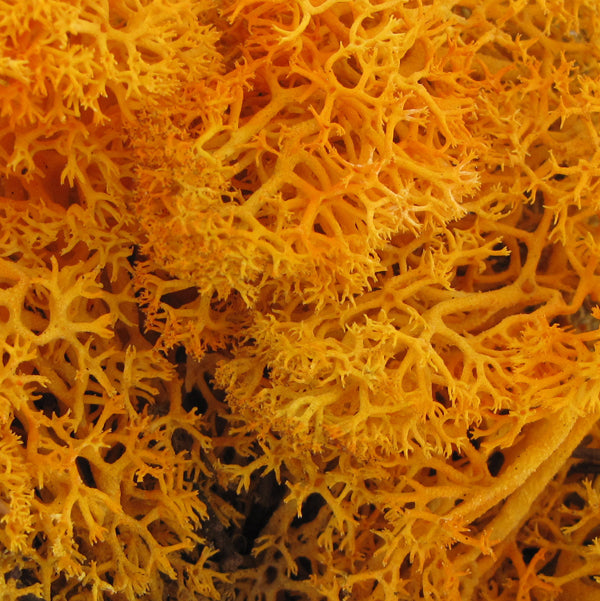 Mousse de Norvège - Mandarine