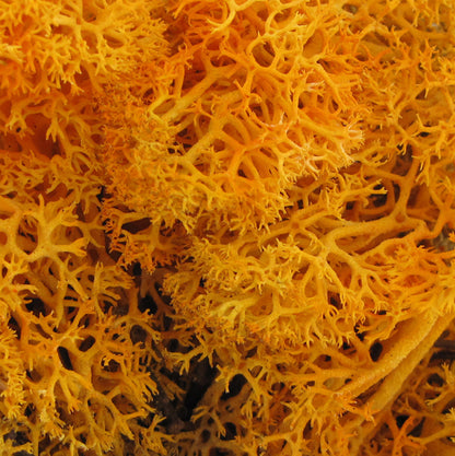 Mousse de Norvège - Mandarine