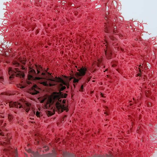 Norwegian Reindeer Moss - Fuchsia