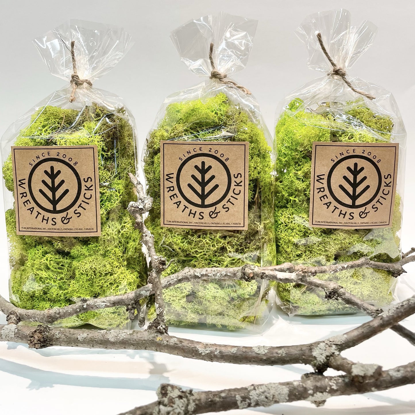 Norwegian Reindeer Moss - Lime