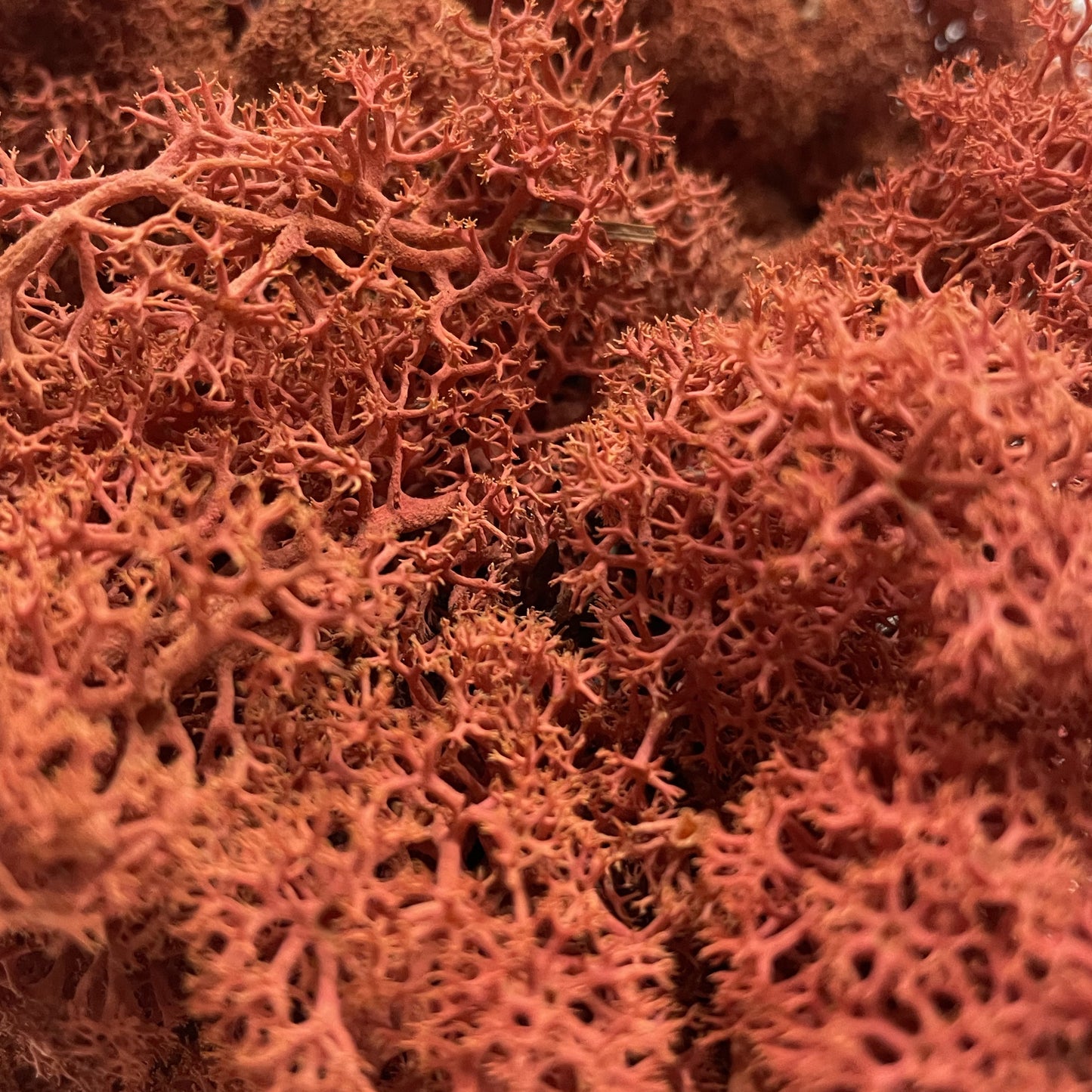 Norwegian Reindeer Moss - Sienna