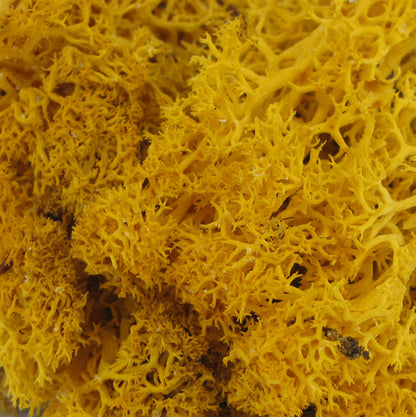 Norwegian Reindeer Moss - Sunflower